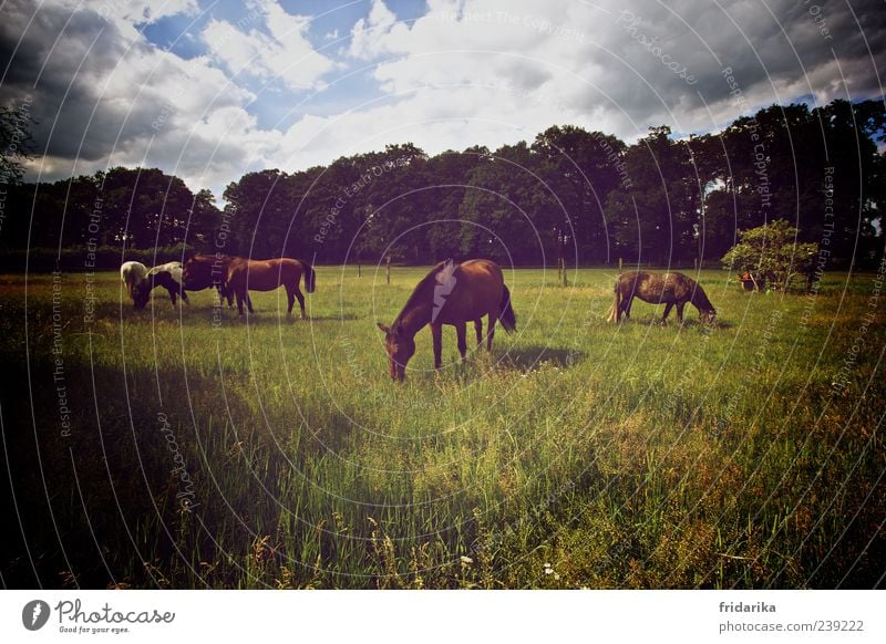 Warmblüter Landschaft Himmel Gewitterwolken Baum Gras Sträucher Wiese Feld Wald Weide Heide Tier Haustier Nutztier Pferd Fell Andalusier Hannoveraner Warmblut