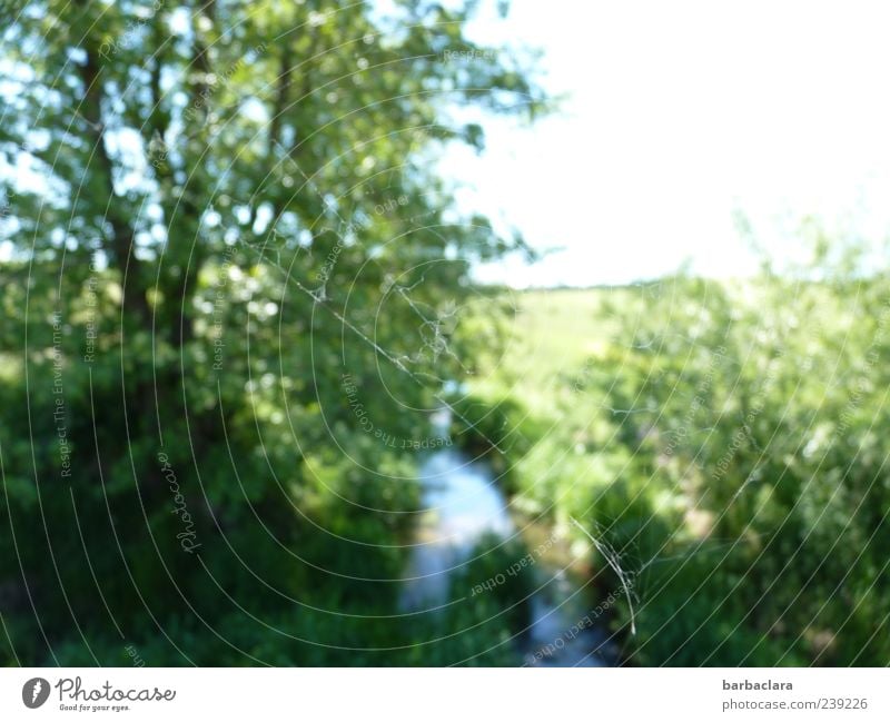 Aus der Sicht einer Spinne Natur Pflanze Wasser Himmel Sonnenlicht Sommer Schönes Wetter Baum Sträucher Spinnennetz Wiese Bach frei hell natürlich blau grün