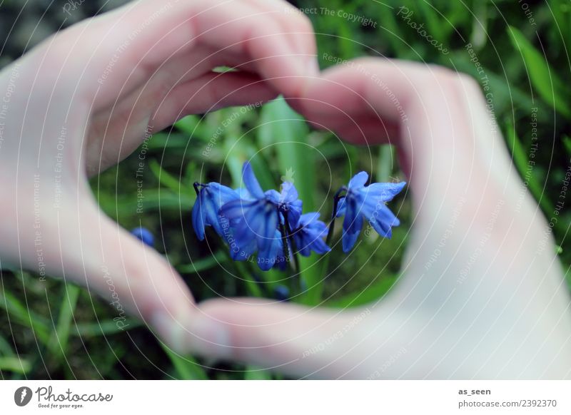 Vergissmeinnicht Gesundheitswesen Wellness Leben harmonisch ruhig Valentinstag Muttertag Geburtstag Hand Umwelt Natur Pflanze Erde Frühling Klima Blatt Blüte