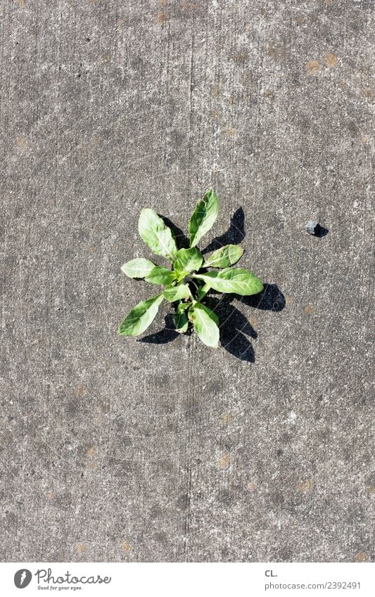 unkraut und steinchen Natur Sommer Pflanze Unkraut Unkrautbekämpfung Boden Stein trist trocken Stadt grau grün Kraft Umwelt Wachstum Wärme Farbfoto