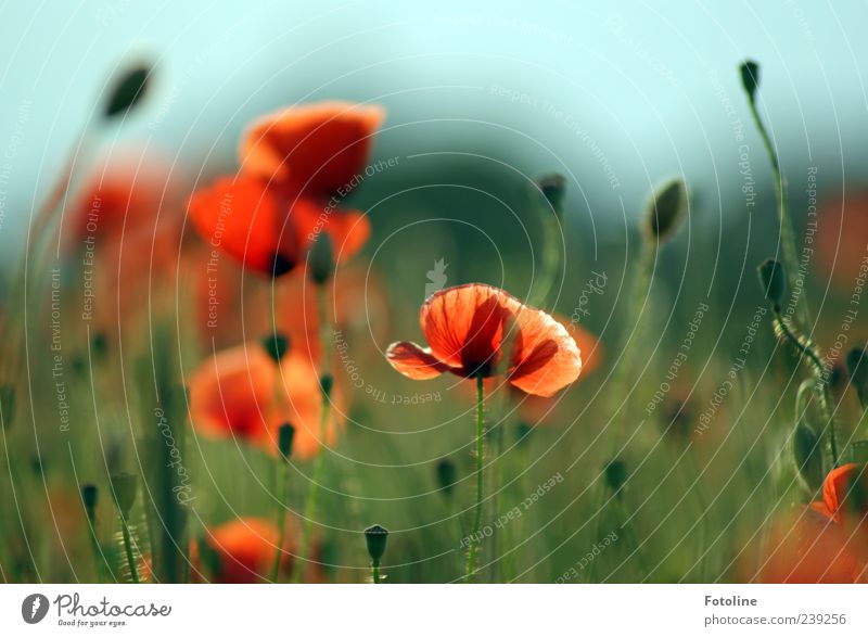 Im Mohnfeld Umwelt Natur Pflanze Himmel Wolkenloser Himmel Blume Blüte Wildpflanze hell natürlich blau grün rot Mohnblüte Blühend Blühende Landschaften Farbfoto