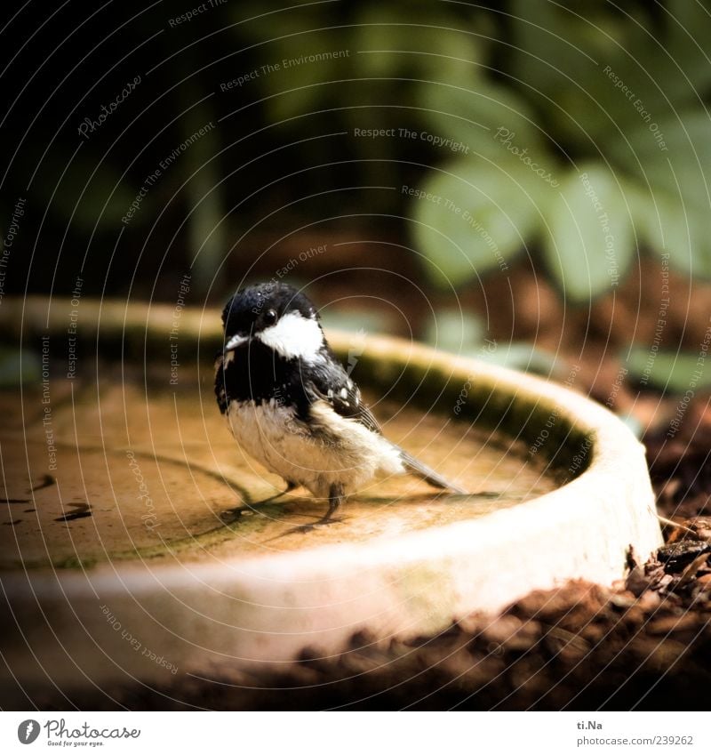 *Piep* ich hab ne Meise Umwelt Natur Pflanze Tier Wasser Frühling Sommer Wildtier Vogel Flügel Meisen Tannenmeise 1 Schwimmen & Baden beobachten klein nass