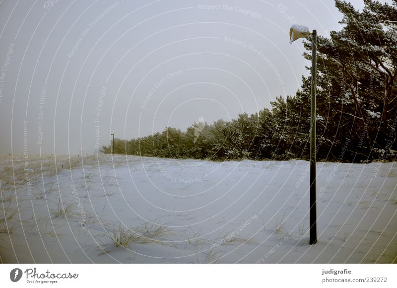 Ostseewinter Umwelt Natur Landschaft Winter Klima Schnee Pflanze Baum Küste dunkel kalt Darß Prerow Lautsprecher Stranddüne Farbfoto Gedeckte Farben