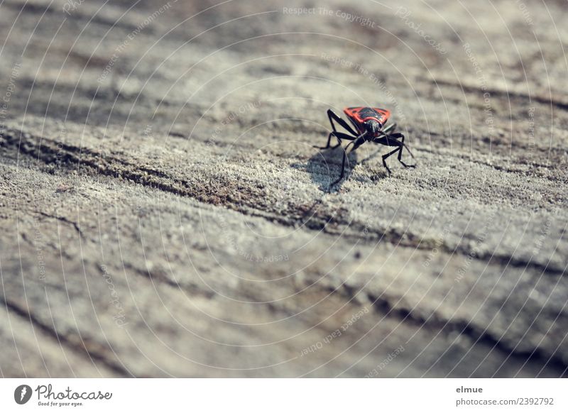 Feuerwanze Umwelt Natur Tier Frühling Baumstamm Wanze Feuerkäfer Insekt Schädlinge beobachten Blick gruselig klein Neugier rot schwarz Respekt Misstrauen bizarr