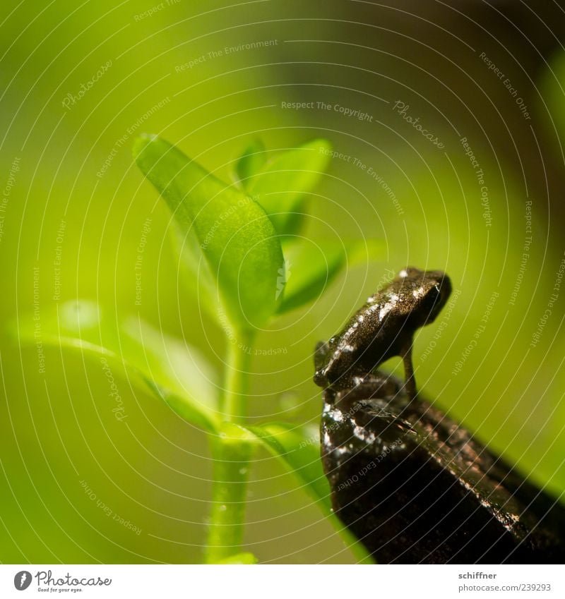 Turnpause Tier Frosch Aquarium 1 Tierjunges hocken klein winzig lustig grün Grünpflanze Wasserpflanze Blatt sitzen Blick niedlich Makroaufnahme Menschenleer