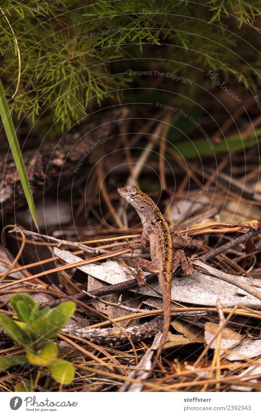 Braune Anole Eidechse Anolis sagrei Natur Sträucher Tier Wildtier Tiergesicht 1 wild braun grün braune Anole Lizard Echsen Reptil Bahamanische Anole Immokalee