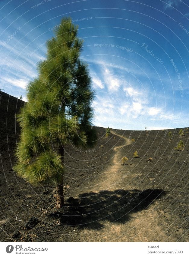 Teneriffa - Baum a. Pico de Teide Spanien Wolken Horizont Europa Farbe Kiefer Vulkan Wolken Stimmung Wege & Pfade