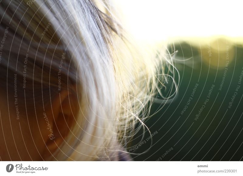 Haarscharf Haare & Frisuren Ohr 1 Mensch Sonnenlicht blond authentisch einfach schön ästhetisch Farbfoto Gedeckte Farben Außenaufnahme Detailaufnahme