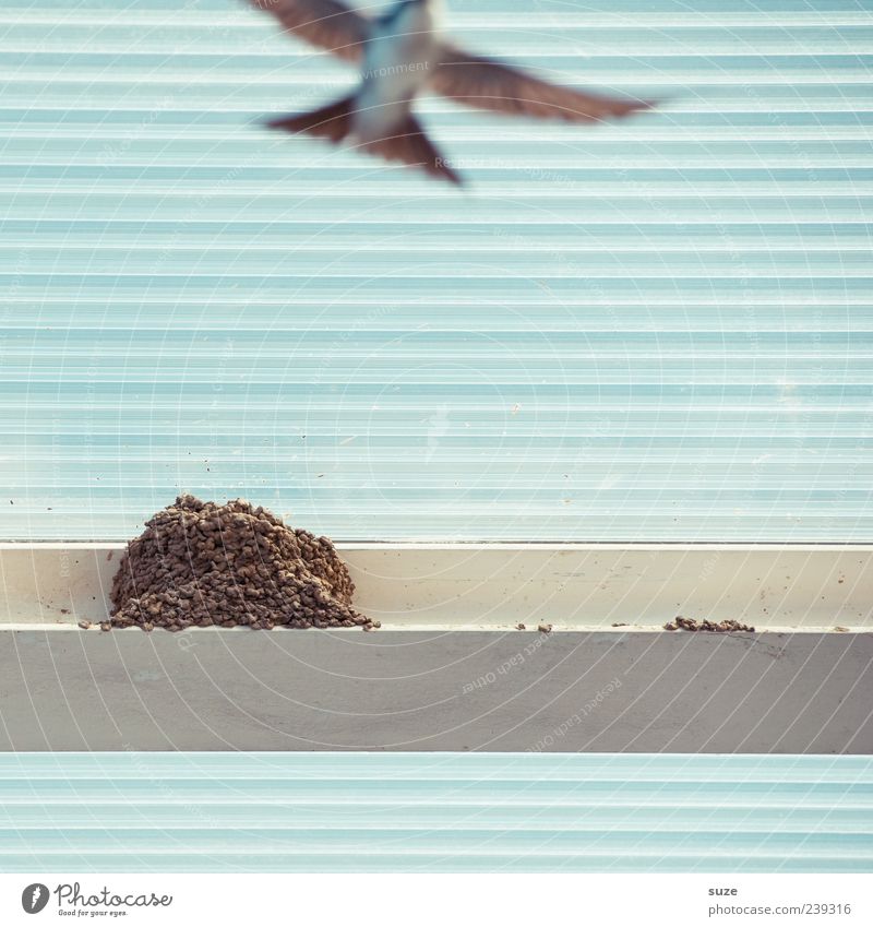 Flugshow Tier Wildtier Vogel 1 Linie Streifen Bewegung fliegen wild Schwalben Nest hell-blau Nestbau Feder fliegend Vogelflug Dach Kunststoff tierisch