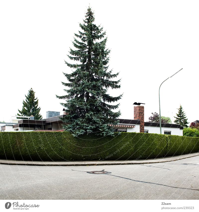 o tannenbaum... Haus Baum Sträucher Hecke Verkehrswege Straße einfach rund grün Symmetrie Wohnsiedlung Laterne Tanne Nadelbaum Kurve Außenaufnahme Tag