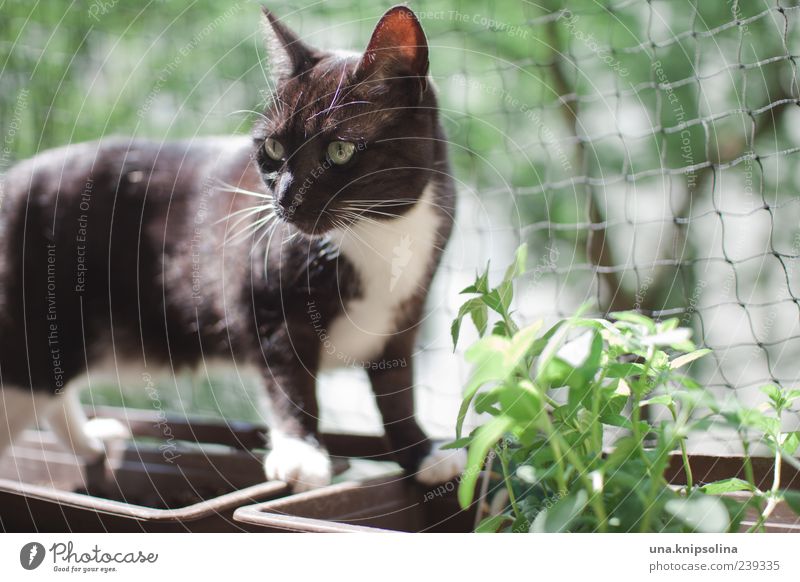 katzen.minze Pflanze Kräuter & Gewürze Minze Tier Haustier Katze 1 beobachten Blick grün Blumenkasten Netz schwarz Katzenkopf Balkonpflanze Blick nach vorn