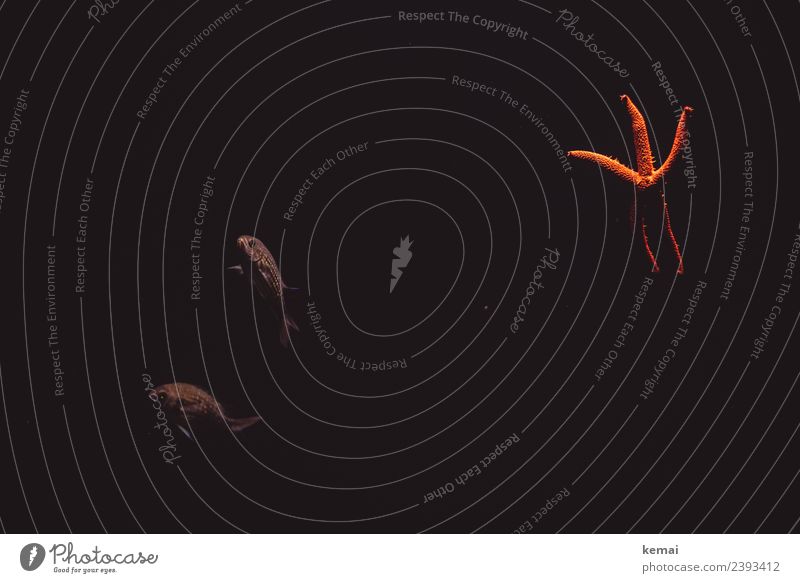 Freunde im Aquarium Leben Erholung ruhig Freizeit & Hobby Ferien & Urlaub & Reisen Ausflug Natur Tier Wasser Wildtier Fisch Seestern 3 Tiergruppe Tierpaar Blick
