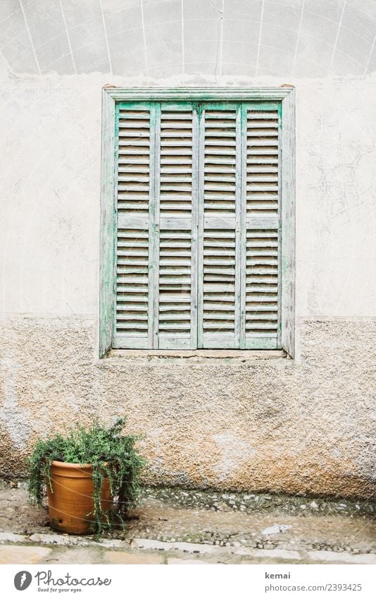 Fenster Lifestyle Stil harmonisch Wohlgefühl Zufriedenheit Erholung ruhig Ferien & Urlaub & Reisen Ausflug Sommerurlaub Häusliches Leben Topfpflanze Mauer Wand