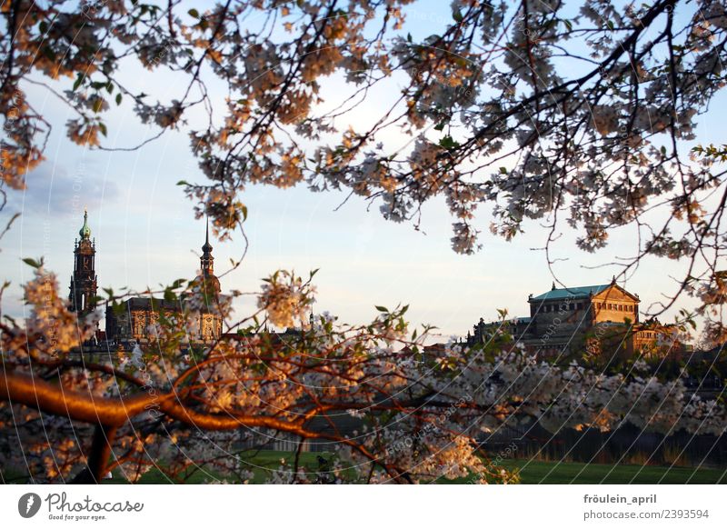 Durch die Zweige gesagt Kultur Opernhaus Natur Landschaft Frühling Schönes Wetter Blüte Apfelbaum Obstbaum Park Flussufer Dresden Deutschland Sachsen Europa