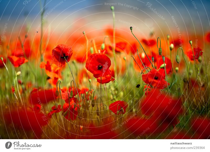 Mohntraum Gemälde Umwelt Natur Landschaft Pflanze Erde Sonnenlicht Sommer Schönes Wetter Blume Wildpflanze Mohnblüte Garten Wiese Feld Menschenleer Duft