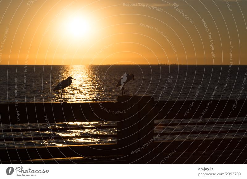 gleich Feierabend Ferien & Urlaub & Reisen Sommer Sommerurlaub Sonne Sonnenbad Meer Landschaft Wolkenloser Himmel Horizont Sonnenaufgang Sonnenuntergang