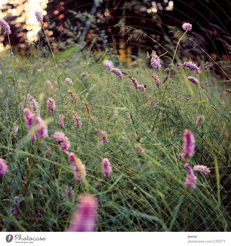 Summ-summ Natur Landschaft Pflanze Sonnenlicht Frühling Sommer Blume Garten Wiese schön grün violett Idylle Farbfoto Außenaufnahme Nahaufnahme Menschenleer Tag