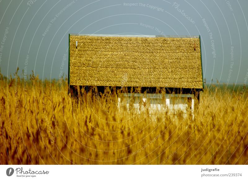 Am Bodden Umwelt Natur Landschaft Pflanze Himmel Sommer Küste Vorpommersche Boddenlandschaft Darß Haus Hütte Bauwerk Gebäude Dach außergewöhnlich Freundlichkeit