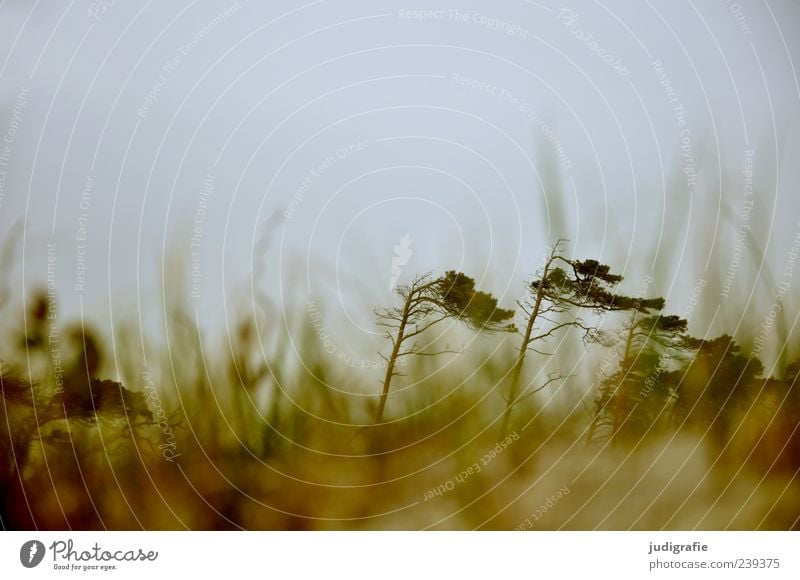 Weststrand Umwelt Natur Landschaft Pflanze Himmel Klima Wind Baum Gras Küste Ostsee Meer Darß kalt natürlich wild Windflüchter Farbfoto Gedeckte Farben