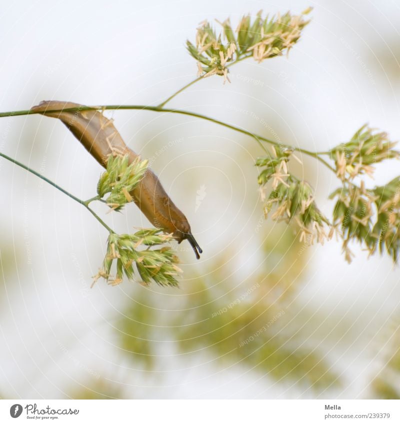 Wenn ich mich ganz laaaaang mache .... Umwelt Natur Pflanze Tier Gras Wildpflanze Wildtier Schnecke Nacktschnecken 1 Fressen hängen Ekel klein lustig natürlich