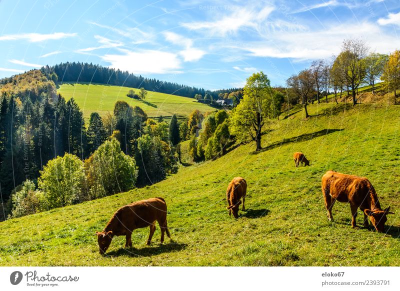 Schwarzwald Sommer Natur Lebensfreude Frühlingsgefühle grass eating Hintergrundbild sky cow mammal forest landscape animal field meadow farm green grazing