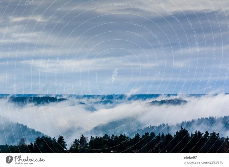 Landschaft im Nebel Natur atmen Schwimmen & Baden fallen Jagd Lächeln Liebe liegen machen sitzen Tauziehen fog horizon view Sonnenuntergang sunlight season tree