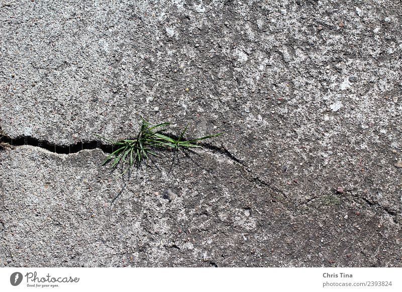 Etwas Grünes im Grauen Natur Pflanze Erde Gras Stein Beton beobachten Wachstum grau grün bescheiden Beginn Umwelt Farbfoto Außenaufnahme Nahaufnahme