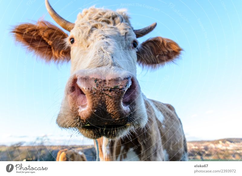 Kuh Sommer Natur Diät atmen beobachten Duft Fernsehen schauen füttern Lächeln Blick schlafen Spielen stehen leuchten authentisch nah blau cow animal farm