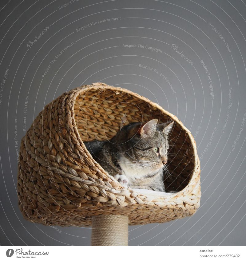 Shere Khan elegant Haustier Katze Fell 1 Tier genießen Freundlichkeit schön niedlich ruhig Korb Katzenkopf Katzenohr katzenkorb Wand grau Hauskatze Farbfoto