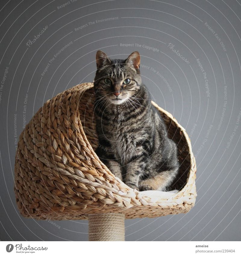 Ra Haustier Katze Fell 1 Tier bedrohlich elegant schön grau Wand Katzenauge Katzenkopf Katzenohr katzenkorb Korb Hauskatze katzenbaum Menschenleer Farbfoto