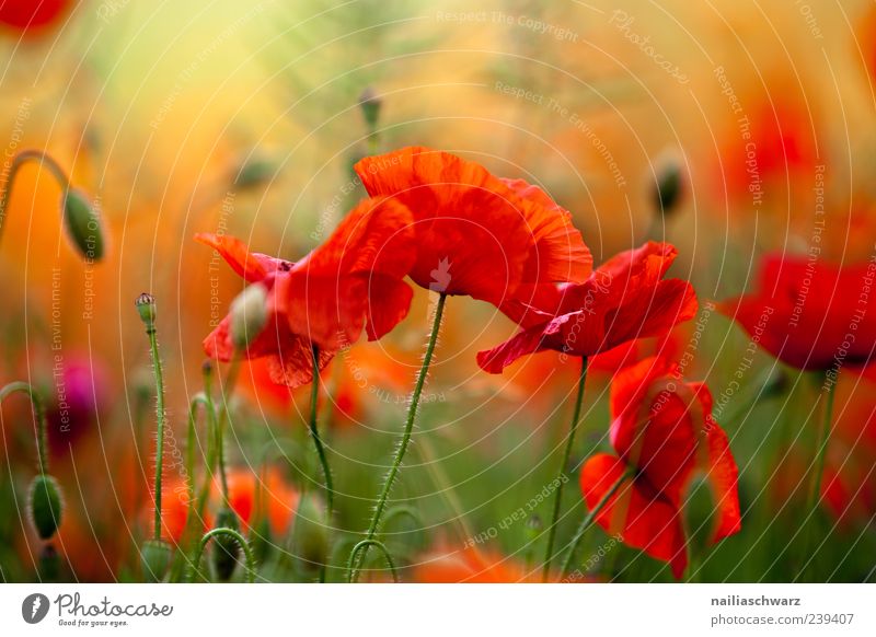 Mohnrausch Kunst Umwelt Natur Landschaft Pflanze Sonnenlicht Sommer Blüte Wildpflanze Mohnfeld Mohnblüte Wiese Feld Blühend Duft leuchten ästhetisch grün rot