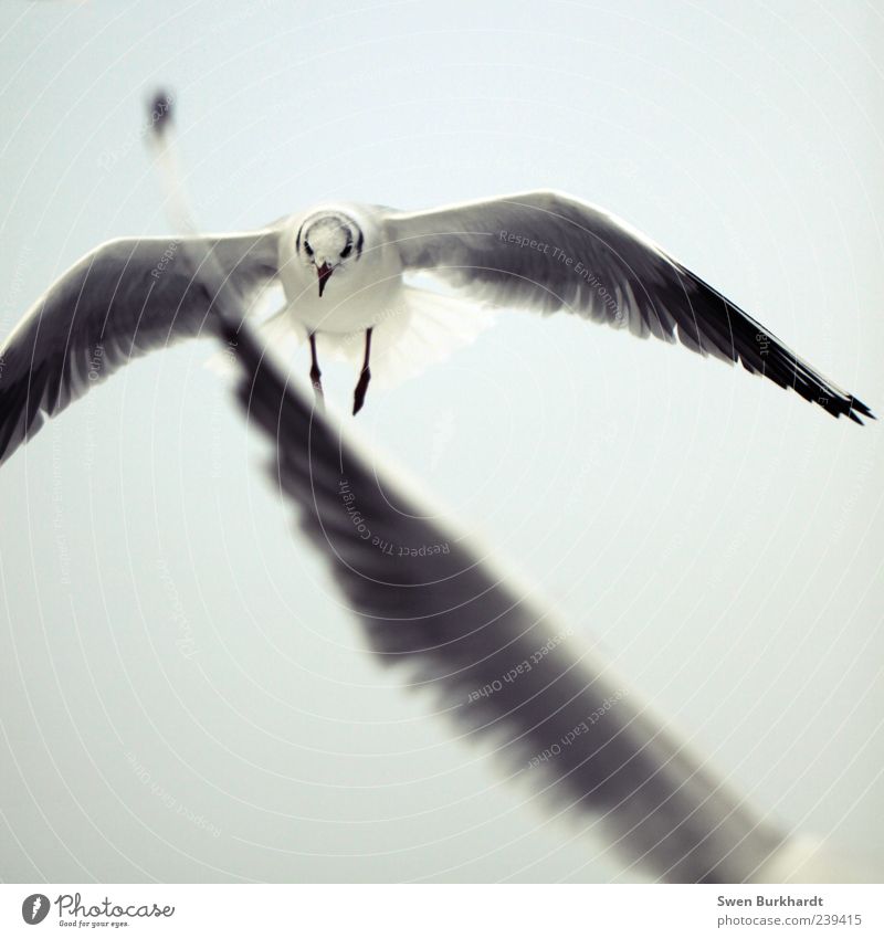 Der Traum vom Flügel - gedankenlos Umwelt Luft Himmel Wolkenloser Himmel Tier Wildtier Vogel Tiergesicht Möwe Möwenvögel 1 2 Bewegung fliegen grau schwarz weiß