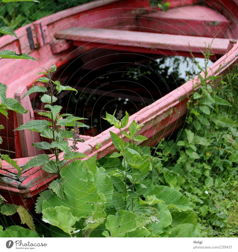 verkehrte Welt... Freizeit & Hobby Ausflug Umwelt Natur Pflanze Frühling Schönes Wetter Blatt Grünpflanze Wildpflanze Wiese Seeufer Schifffahrt Ruderboot stehen