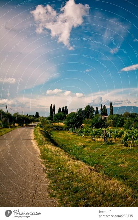 Toskanische Wege Umwelt Natur Landschaft Pflanze Himmel Wolken Wetter Schönes Wetter Baum Gras Sträucher Wiese Hügel Berge u. Gebirge Glück Fröhlichkeit