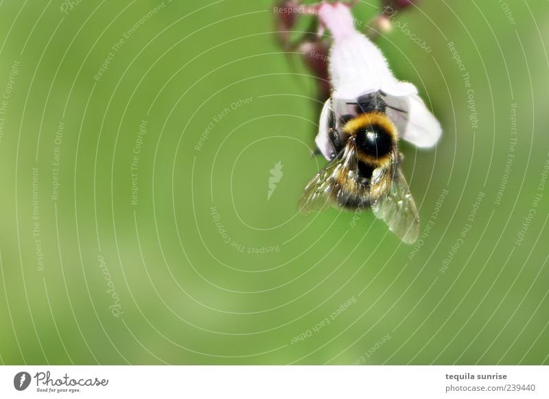 Hummel Umwelt Natur Tier Pflanze Blume Blüte Grünpflanze Wildtier Insekt grün weiß Nektar Farbfoto Außenaufnahme Nahaufnahme Detailaufnahme Makroaufnahme