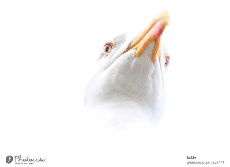 Highkey-Möwe Tier Wildtier Vogel Tiergesicht 1 ästhetisch hell nah weiß Farbfoto Nahaufnahme Makroaufnahme Experiment Textfreiraum links Freisteller