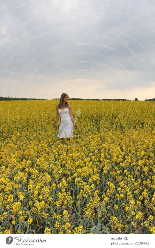 Raps Sommer Sommerurlaub feminin Frau Erwachsene 1 Mensch Natur Landschaft Pflanze Erde Luft Himmel Wolken Wetter Blume Nutzpflanze Feld Hügel Kleid brünett