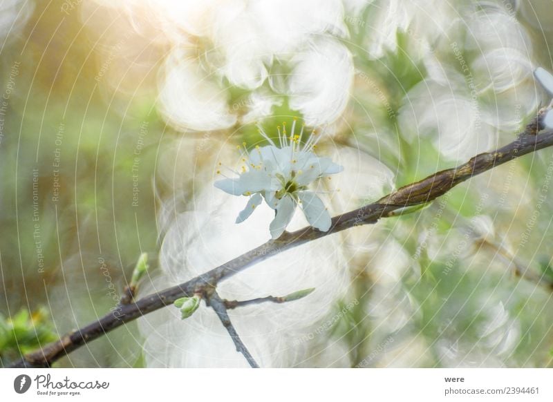 Blackthorn in sunlight Natur springen weich Hintergrundbild Blossoms Schwarzdorn Shallow depth of field blooming blossom bokeh circles branches copy space