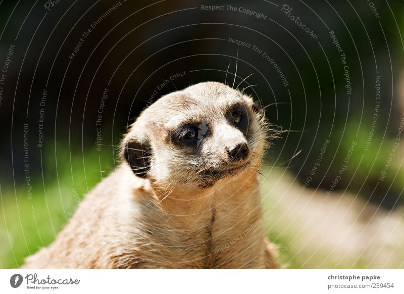 Herr Erdmann schaut Frau Erdfrau beim rückwärts Einparken zu Tier Wildtier Tiergesicht Fell Zoo 1 Blick doof Langeweile resignieren Farbfoto Außenaufnahme