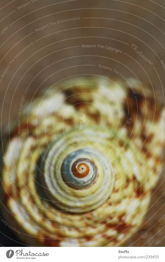 Natursymmetrie Schneckenhaus Spirale Symmetrie maritim symmetrisch Urform symmetrische Form Evolution Proportion nah proportional spiralig rund Symmetrieebenen