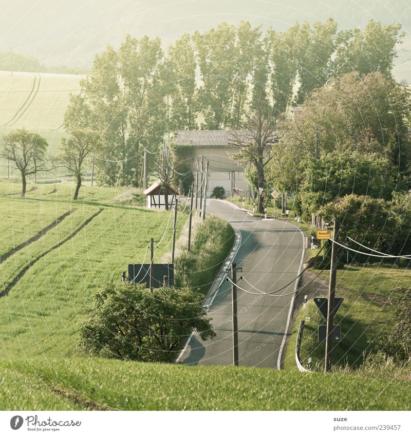 Ortseingang Umwelt Natur Landschaft Wetter Schönes Wetter Baum Sträucher Wiese Feld Straße Wege & Pfade Landstraße authentisch schön grün Ziel Strommast