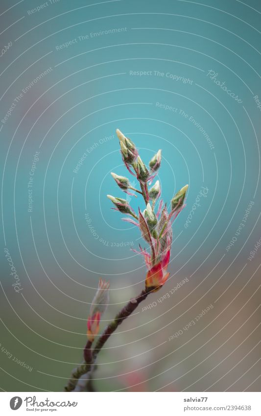 Jahreszeiten | Frühlingserwachen Natur Pflanze Himmel Baum Sträucher Blatt Blüte Blütenknospen Zweige u. Äste weich Beginn Farbe Leben hell-blau Farbfoto