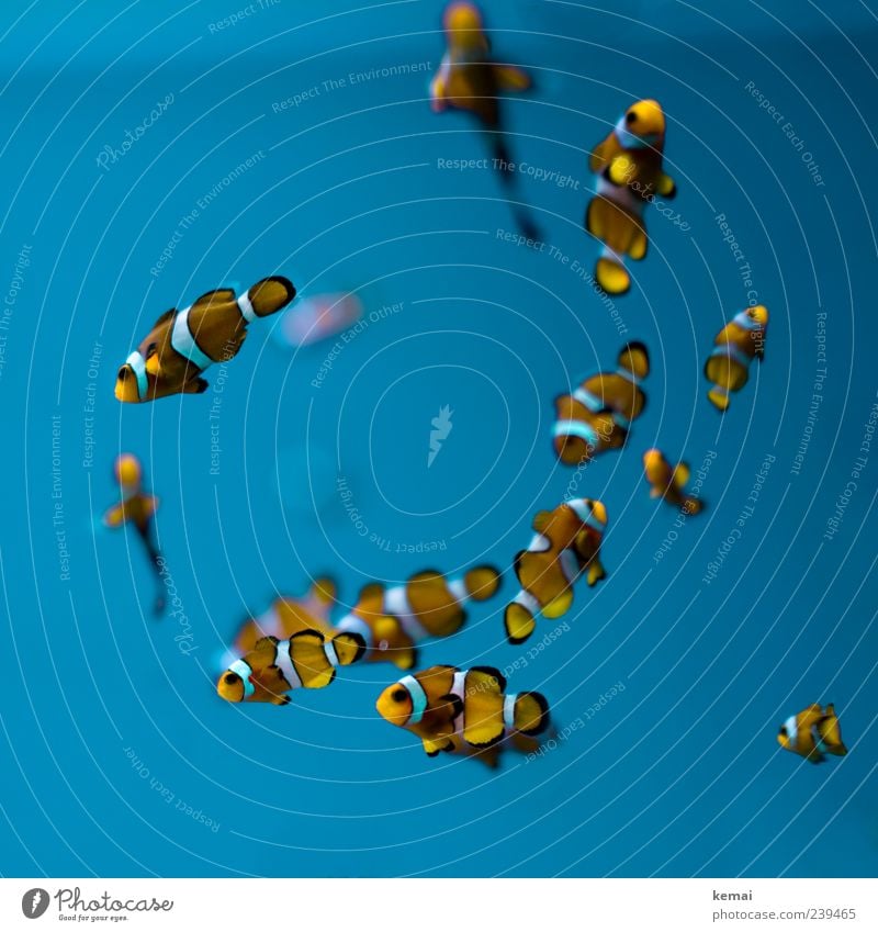 Fischla Umwelt Natur Tier Wasser Wildtier Tiergesicht Aquarium Clownfisch Tiergruppe Schwarm leuchten kalt klein niedlich viele blau Flosse Findet Nemo orange