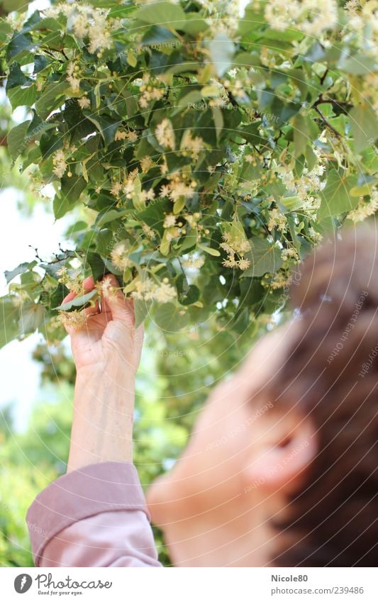 Lindenblüten Mensch Weiblicher Senior Frau Arme 1 Baum Grünpflanze grün Blick berühren Blühend Farbfoto Außenaufnahme Tag Wegsehen Hand feminin genießen