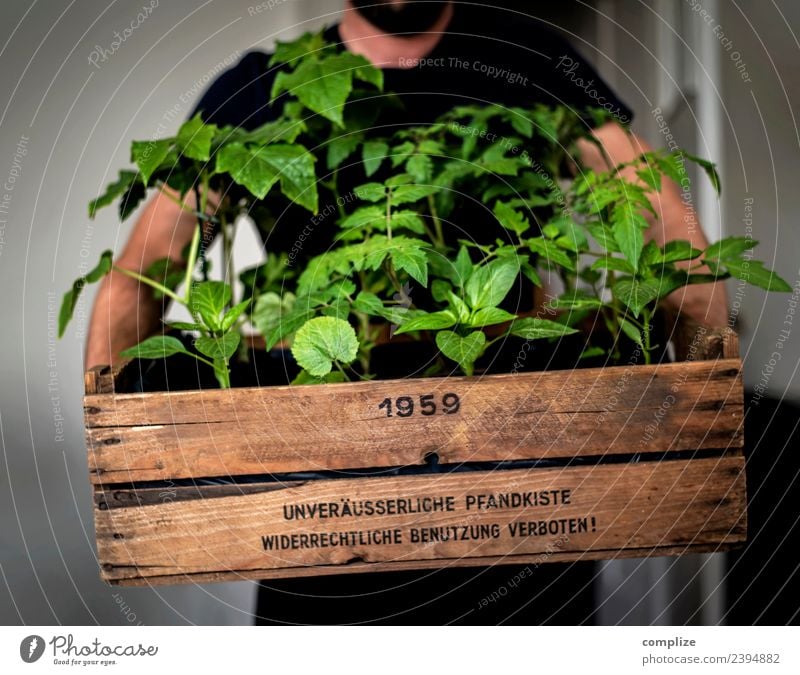 Urban Gardening Gemüse Salat Salatbeilage Frucht Ernährung Picknick Bioprodukte Vegetarische Ernährung Gesundheit Gesunde Ernährung Pflanze Stadt Balkon