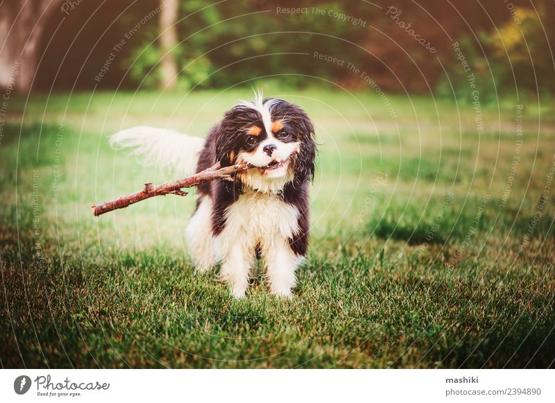 Spanischer Hund spielt mit dem Stock Spielen Sommer Freundschaft Natur Tier Gras Haustier Spielzeug lustig niedlich züchten Pflege