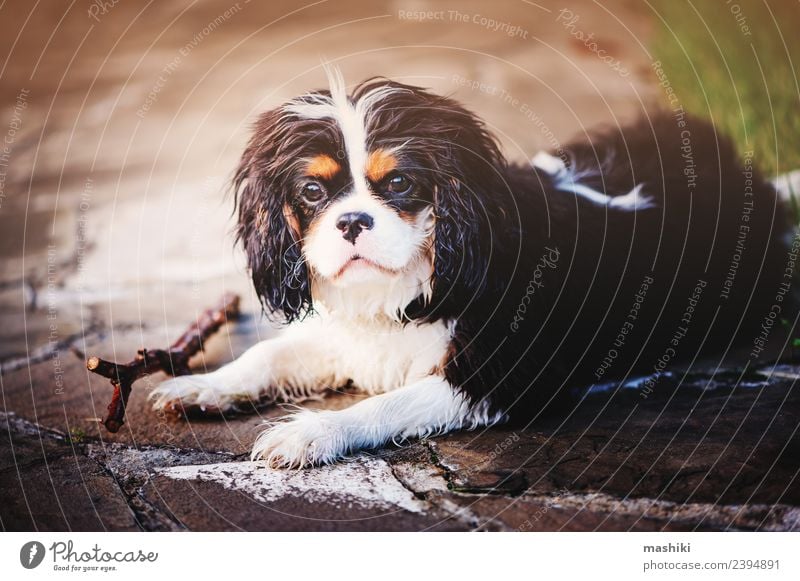 süßer Spanielhund auf Sommerspaziergang Freundschaft Natur Tier Gras Haustier Hund lustig niedlich reizvoll züchten Pflege Kavalier König Charles Spaniel