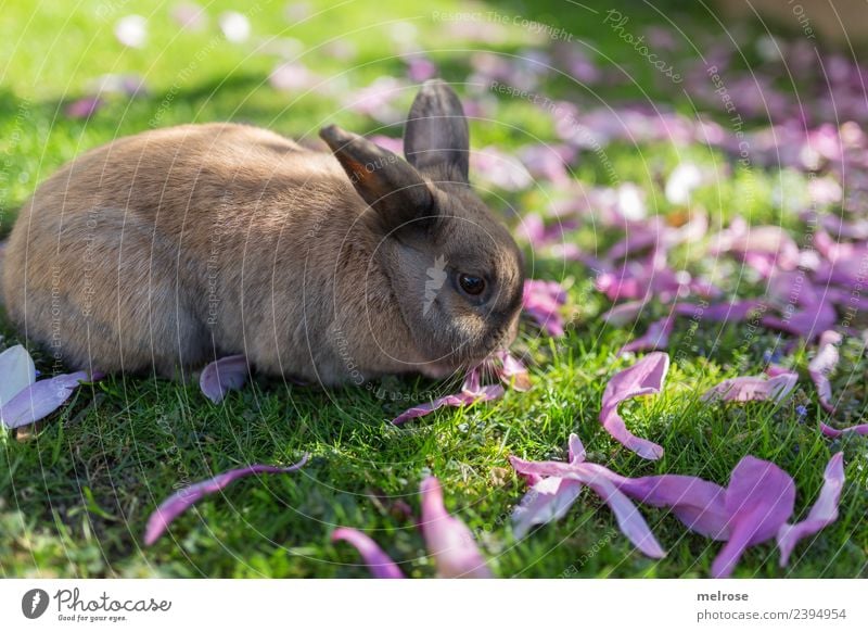 mampf mampf Natur Sommer Schönes Wetter Pflanze Baum Gras Blüte Magnolienblätter Wiese Garten Tier Tiergesicht Fell Hase & Kaninchen Säugetier Nagetiere