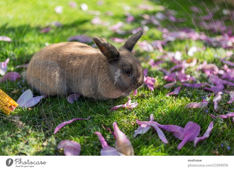 Zwergkanninchen I Natur Gras Magnolienblätter Mais Garten Tier Tiergesicht Fell Hase & Kaninchen Zwergkaninchen Hasenohren Säugetier Nagetiere 1 auslaufen