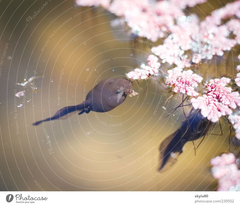 Verwandlungskünstler Kaulquappe Schwimmen & Baden Teich Frosch Tier Amphibie Natur Blüte Wasseroberfläche Fressen rosa braun Wildtier Nachkommen See Frühling